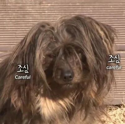 因为没来得及说再见，狗狗流浪了四年，只为等爷爷回家...