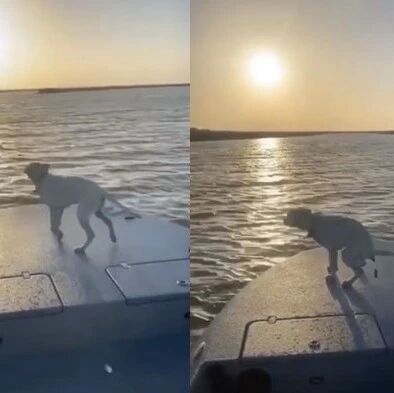 搭船赏夕阳，本来超唯美的一幕，可狗子下一秒却..
