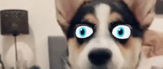 当你用迪士尼滤镜拍狗狗，却不小心翻了车....哈哈哈哈哈哈哈哈哈哈哈!