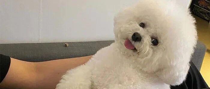 凭甜美笑容火遍全网的小狗狗，背地里居然...“汪设”崩塌了！