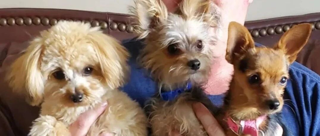 狗妈妈同时生下“小贵宾”“约克夏”和“吉娃娃”...网友都惊了：这仨是亲兄弟？