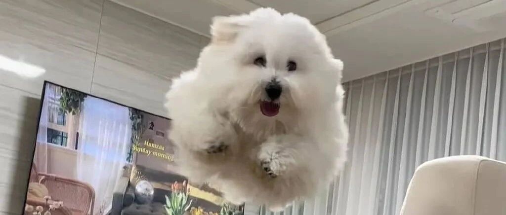 原来养狗的女生，在狗狗的眼中...都是“小仙女”啊！