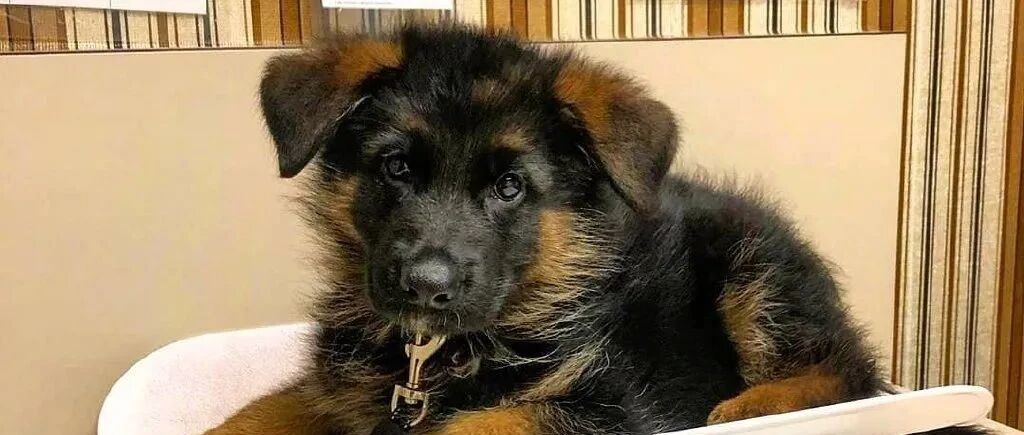 当胆小德牧去了医院...哈哈哈哈怂到没眼看啊！