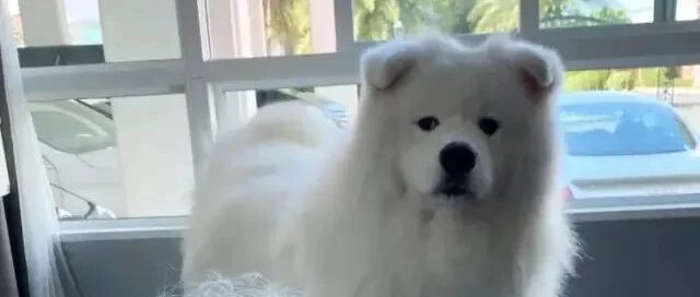 立耳失败的萨摩耶..哈哈哈哈哈哈哈哈这哪来的大白猪!