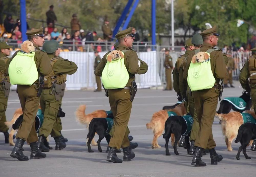 警犬寶寶被背著參加閱兵，網友：這是用來萌翻敵人的？ 寵物 第10張