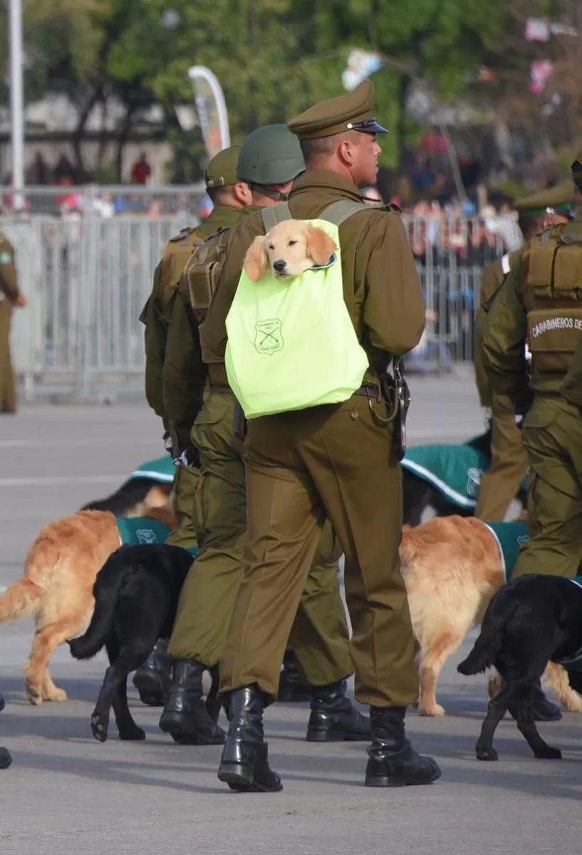 警犬寶寶被背著參加閱兵，網友：這是用來萌翻敵人的？ 寵物 第12張