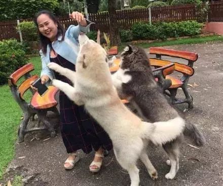 出差回家,我被狗子踹进医院了...........-微信头条网 出差回家,我被狗子踹进医院了...........