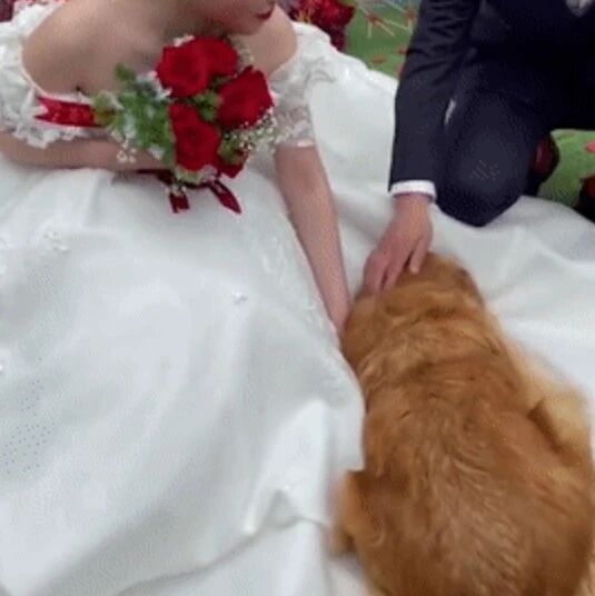 大金毛不舍主人远嫁，就紧紧压住婚纱：不要丢下我!