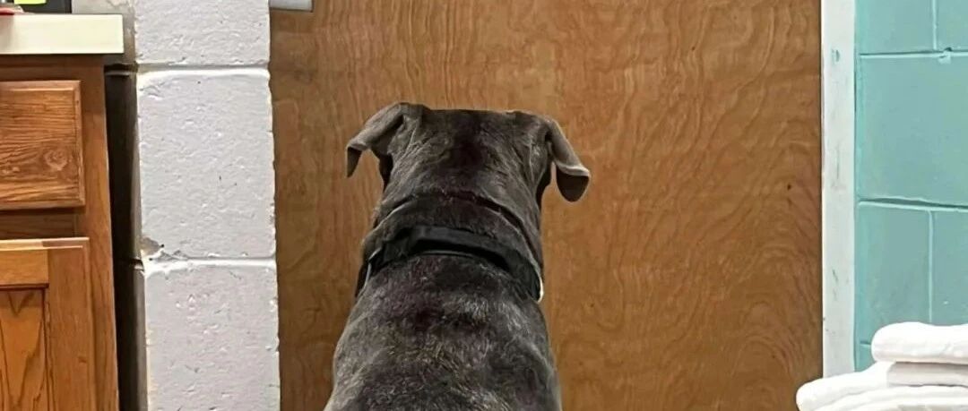11岁獒犬被送收容所，主人一离开，它就趴在门后哭了起来...