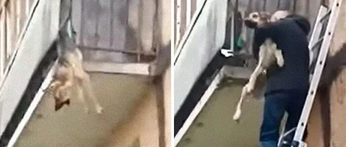 狗狗倒挂阳台情况危急，可救下后才发现，它其实是在“逃生”！