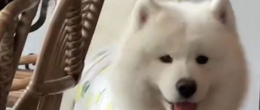 偶遇一只超有礼貌的狗狗...百万网友心动：这就是一见钟情吧！