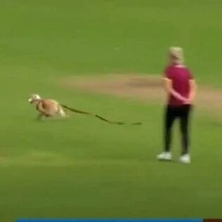 狗狗闯进板球比赛后，居然意外获封MVP！