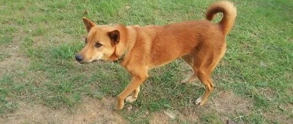 进咖啡店发现店狗很眼熟，对视3秒后双方相认​：居然是你！​