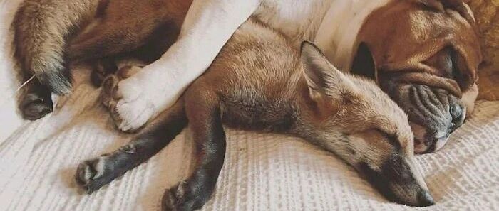 “救了一只小狐狸，结果它拐跑了我家帅狗子...”