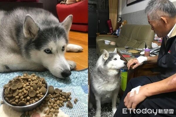 看到主人受伤 二哈竟然流露出这样的表情 萌宠 训练养宠技巧 宠物用品 微信头条新闻公众号文章收集网