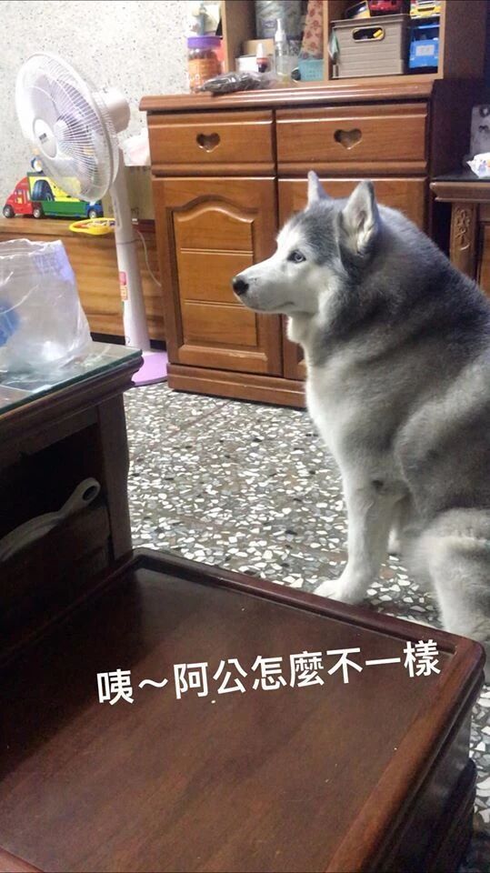 看到主人受伤 二哈竟然流露出这样的表情 萌宠 训练养宠技巧 宠物用品 微信头条新闻公众号文章收集网