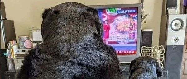 铲屎官晒狗子照片，网友惊呆了：为什么你能养熊？