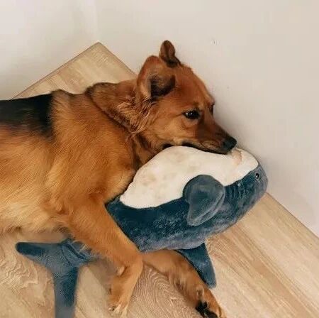 对狗过敏只好送走，主人晒送养文，网友先愤怒后爆笑!