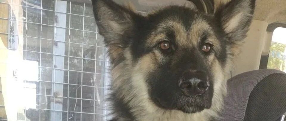 逆袭成功！武汉那只被遗弃等死的德牧，已去部队报到开始军犬生涯！