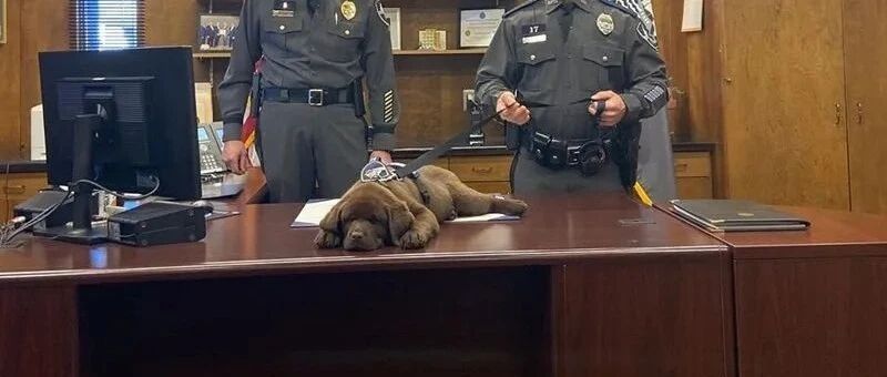 警犬宝宝入职第一天，就直接趴桌子上睡翻过去，而且粉丝还越睡越多，现如今…