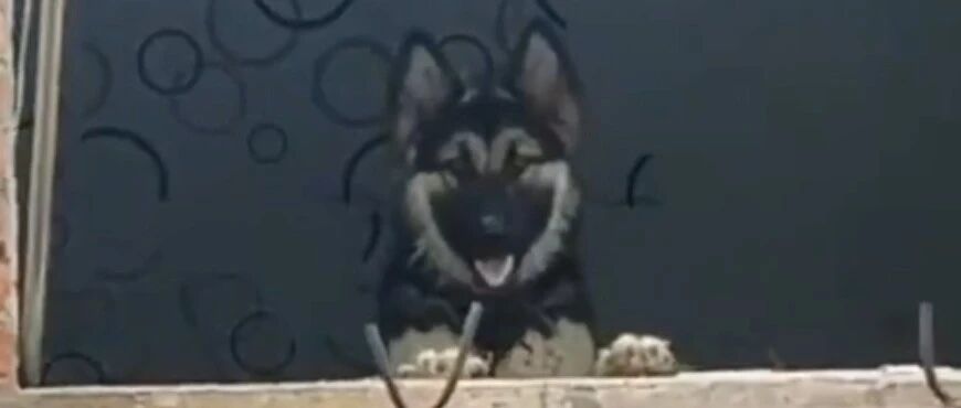 德牧被遗弃在拆迁楼等死，幸好遇到白衣天使，它不仅活了下来，还逆袭将成“军犬”！