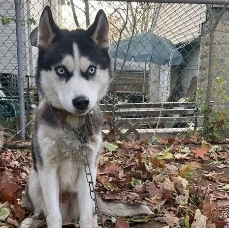 主人搬家五天后，二哈被发现独自拴在栅栏上，脖子都磨烂了...