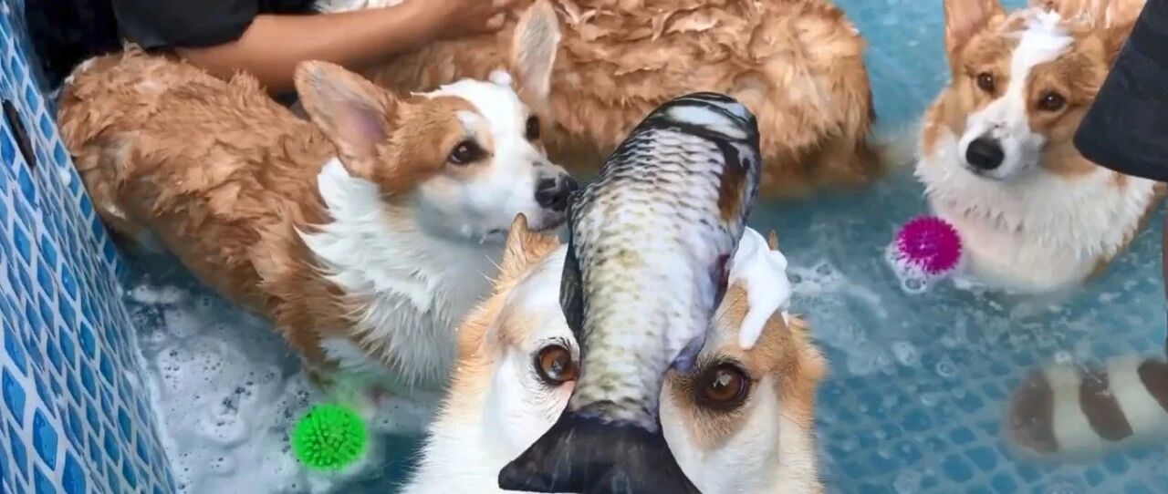 同时给8只柯基洗澡是什么体验？
