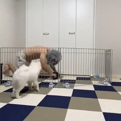 为防狗子干扰健身，铲屎官特地买了个围栏...把自己关进去！