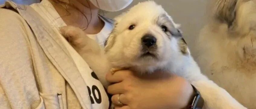 当从小被欺负的狗狗长大后...哈哈哈狗子报仇，半年不晚！