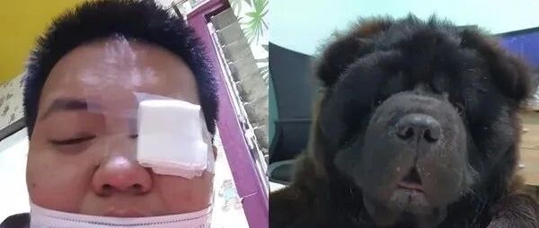 松狮撞伤主人的眼睛后，自责躲在床底偷哭，好在结局超暖！