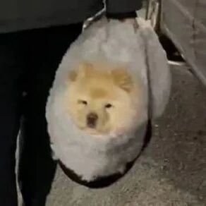 松狮贪睡不肯回家，铲屎官就连狗带床直接打包运走...