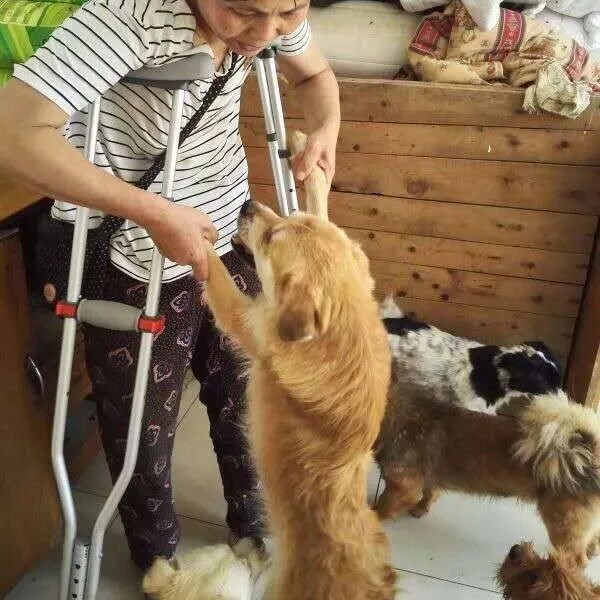 几百只流浪狗寒冷饥荒急需救助...求大家一起帮帮癌症和她的狗狗们吧！