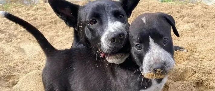 原本没打算要“二胎”，可帮忙养了俩小时后：定了，这就是我亲闺女！