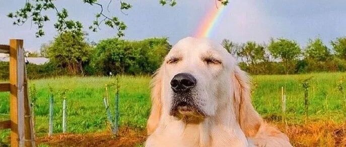 假如狗狗能“转世”，你要怎么认出它？网友：它肯定上来就脱我袜子...