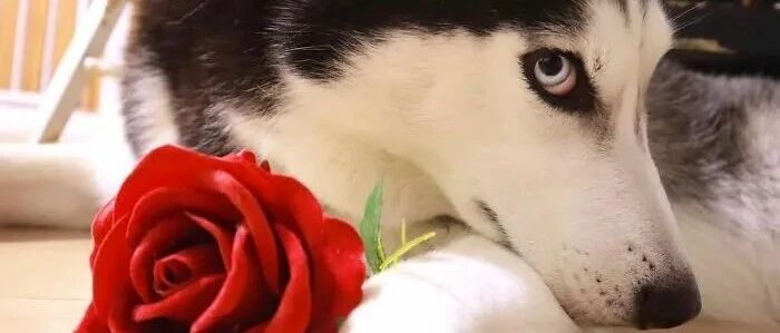 这只二哈因为太性感了在网上走红...“小哥哥，网恋不？”