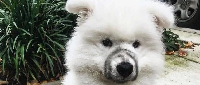 小狗勾能有什么坏心眼呢？