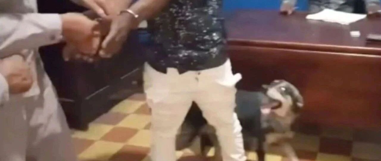 主人被警察抓走了，狗子独闯警局捞人...而多亏了它，主人真被释放了！