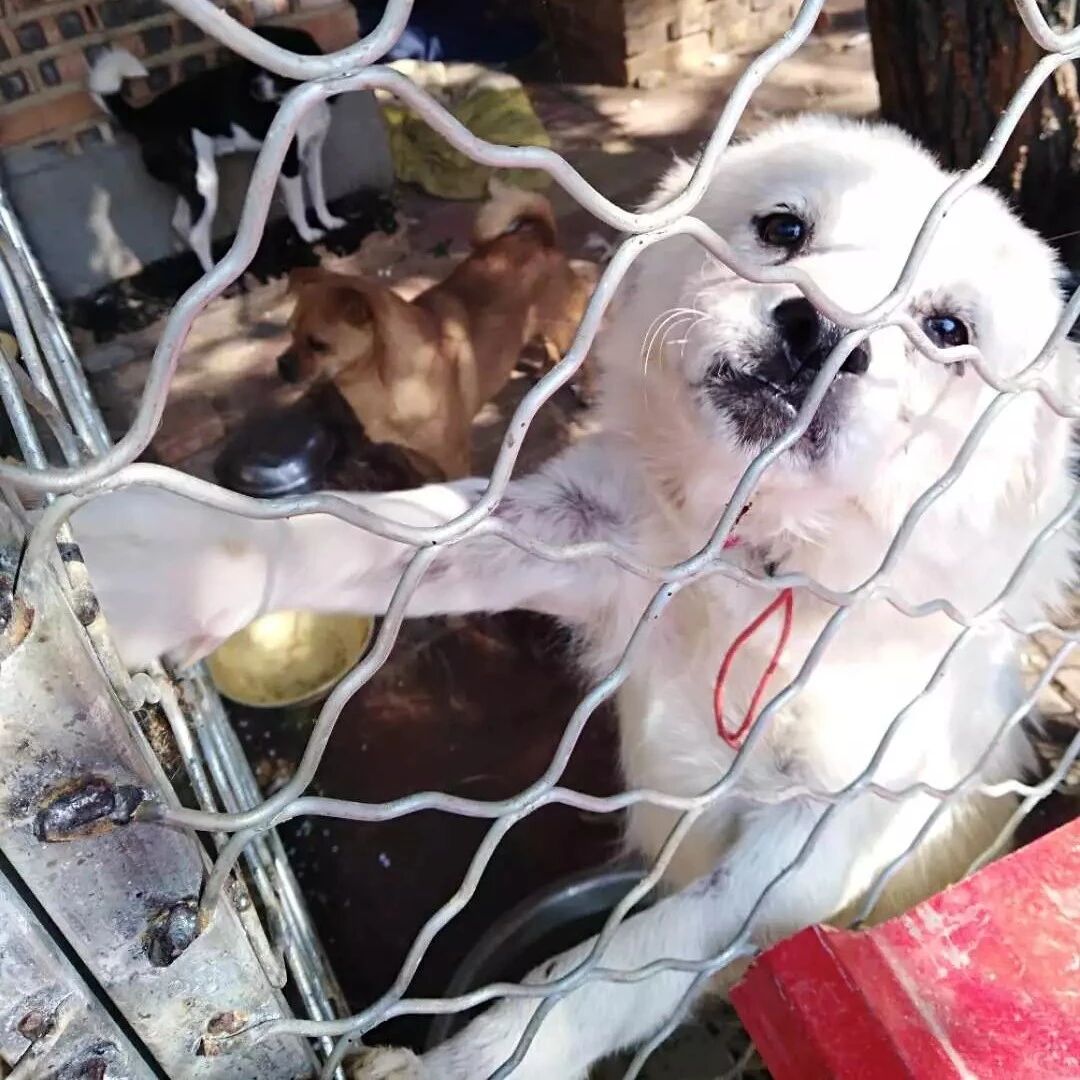 急，因为疫情，救助站流浪狗挤满，数百只流浪狗急需大家援助～