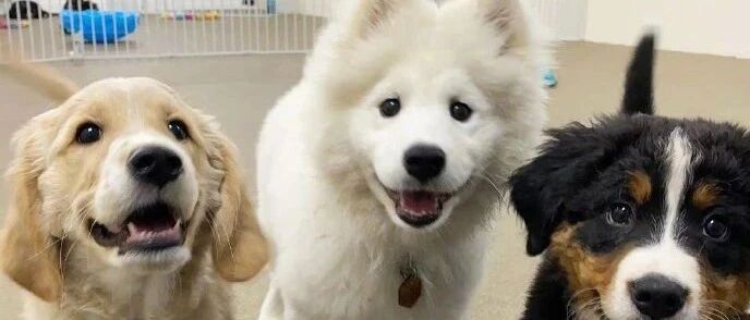 原来狗狗日托班里也有“社交牛逼症”...哈哈哈太可爱了！