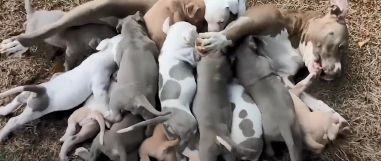 本打算领养一只狗，结果“买1送16”，到手了17只汪？