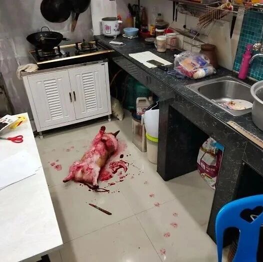 柯基浑身是血，旁边还有一把刀...可主人看了想骂人！​