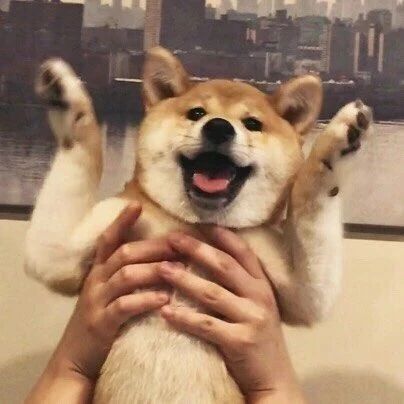 “我养的不是狗，而是一个大傻子！”