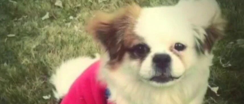 “我不知道是巧合，还是我的狗，用它的生命帮我们躲过了一劫。”