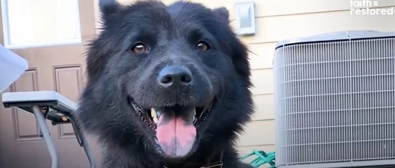 “每天都趴在路边和高冷又怕人的流浪狗说话，最后才知道，它居然是这种汪...”