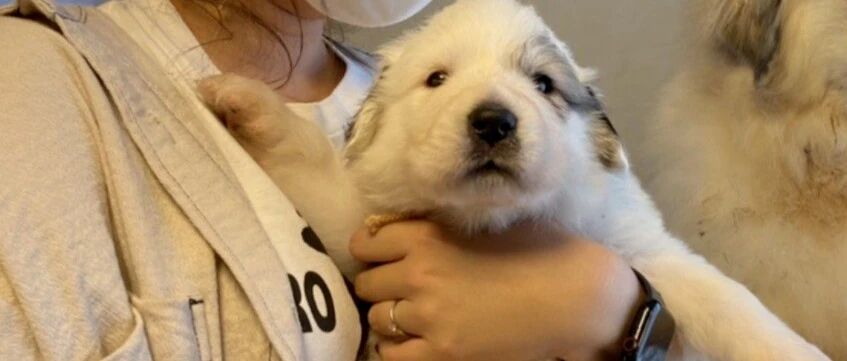 抱回家一个小团子，4个月大就长到1米5...这就是传说中的巨婴？