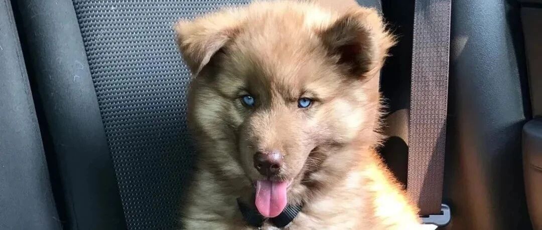 救命，我居然被一只哈士奇给帅到了！长得一点不二哈！