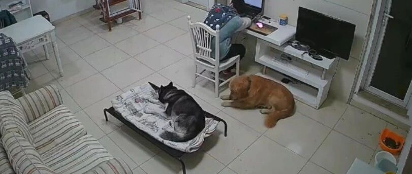 同时养了二哈和金毛后，铲屎官：我可能养了个寂寞！