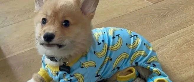 养狗后买过最“没用”的东西...哈哈哈哈哈大家都来“避雷”啦！