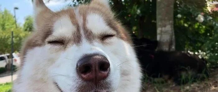 被弃养小黑豹竟然找了个二哈当奶妈？网友：会不会奶出个哈士豹！