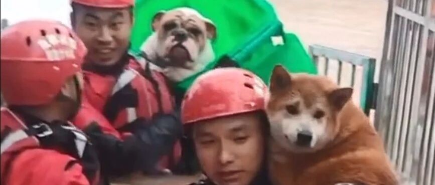 宠物店被淹，消防员从洪水中抱出了一大堆小可爱...